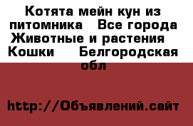 Котята мейн-кун из питомника - Все города Животные и растения » Кошки   . Белгородская обл.